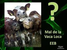 MAL DE LA VACA LOCA